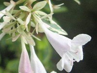 �A�x���A(Abelia)36