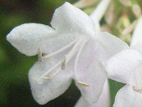 �A�x���A(Abelia)37