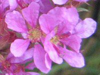 �~�\�n�M(�S��)-pink-summer