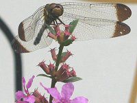 �m�V���g���{�i���l����x�j
