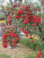 �s���J���T(Pyracantha)