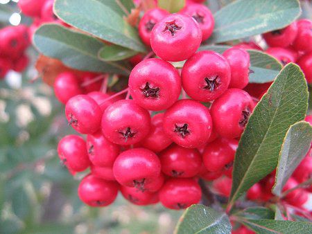 �s���J���T(Pyracantha)