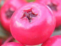 �s���J���T(Pyracantha)