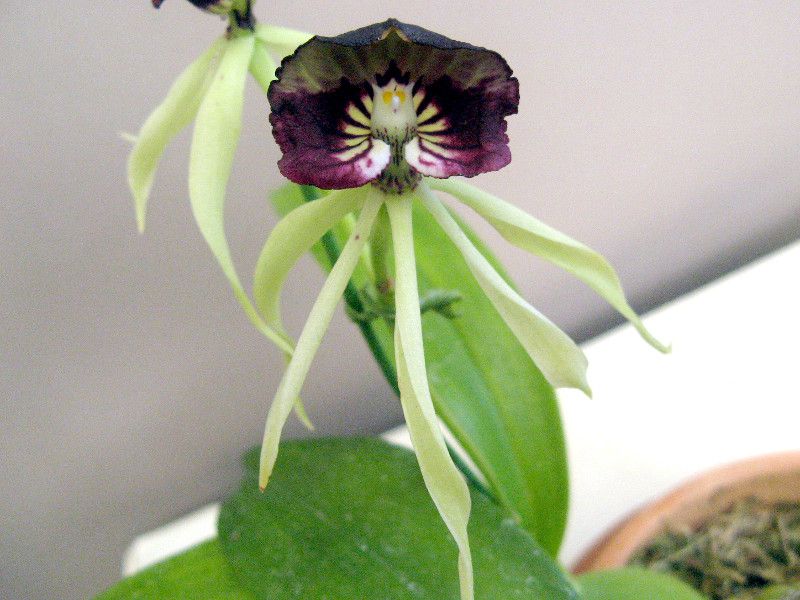 �G���V�N���A�E�R�N���A�^(Encyclia cochleata)