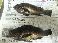 �މ�