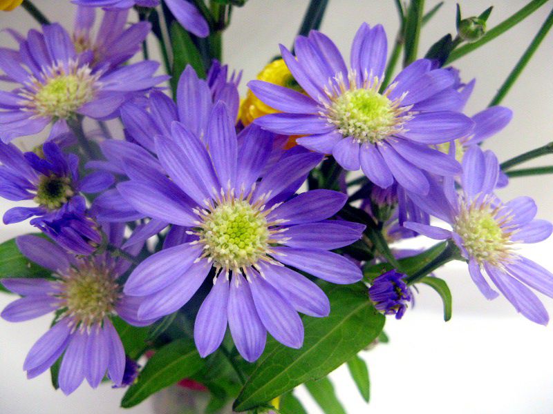 �u���[�f�[�W�[(Blue daisy)