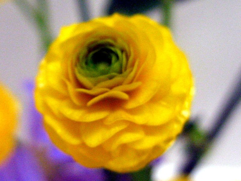 ���i���L�����X�E�S�[���h�R�C��(Ranunculas 'Gold coin')