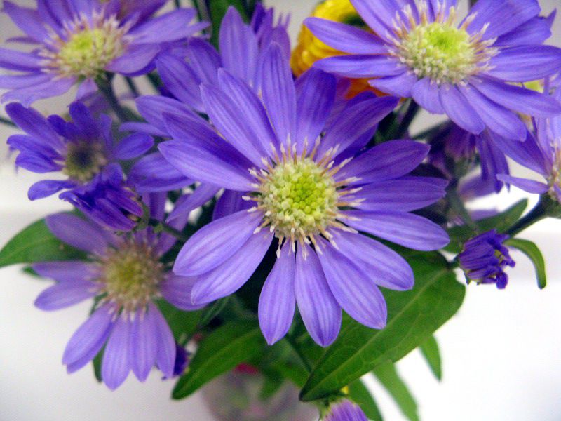�u���[�f�[�W�[(Blue daisy)