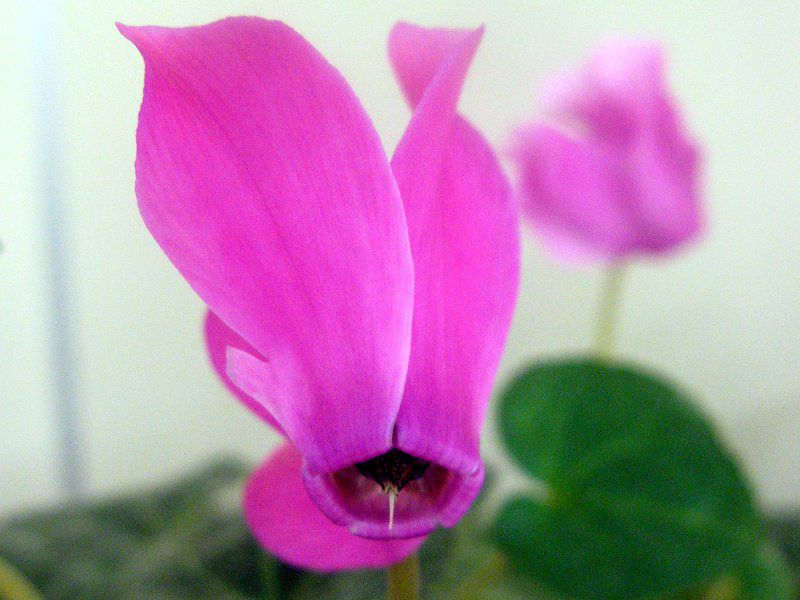 �V�N������(Cyclamen)