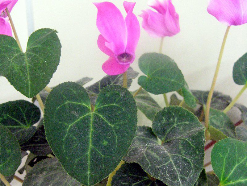 �V�N������(Cyclamen)