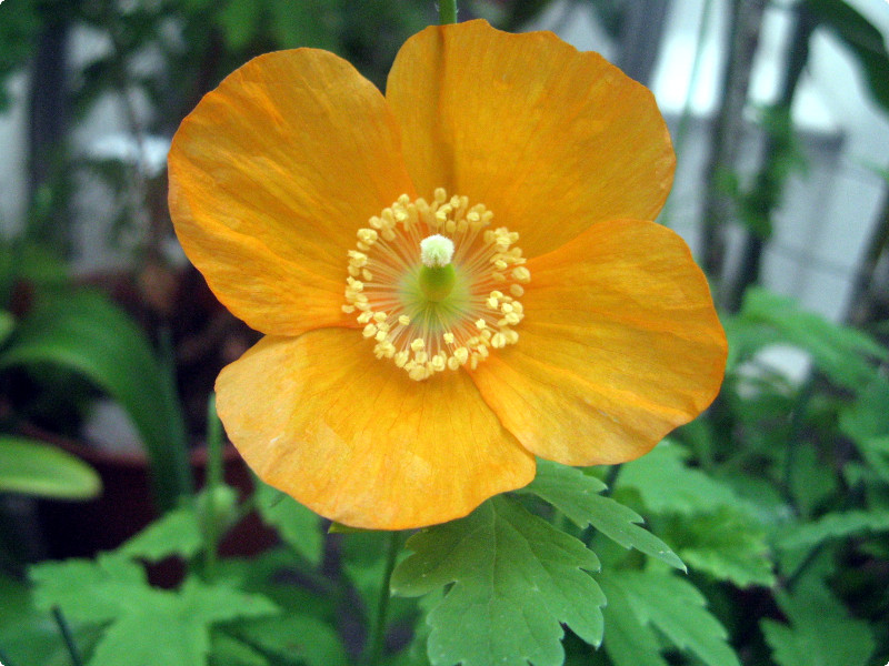 ���R�m�v�V�X�E�J���u���J(M.cambrica)