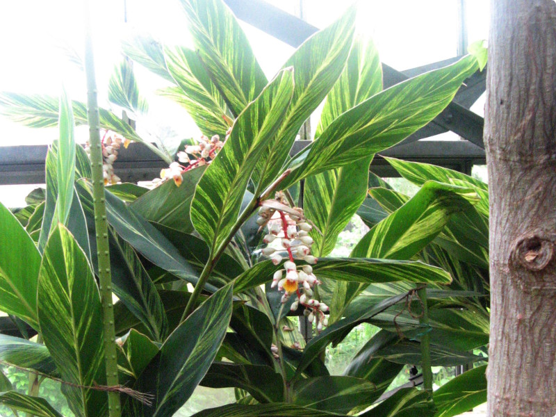 �V�F���W���W���[(Shell Ginger)