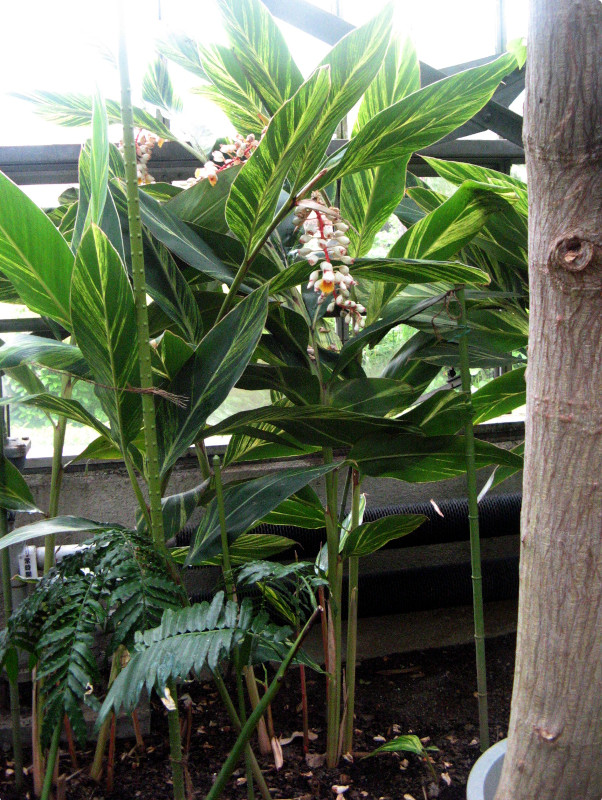 �V�F���W���W���[(Shell Ginger)