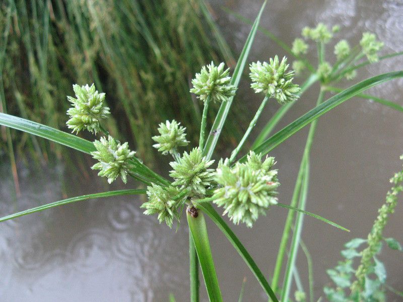 syurogayatsuri