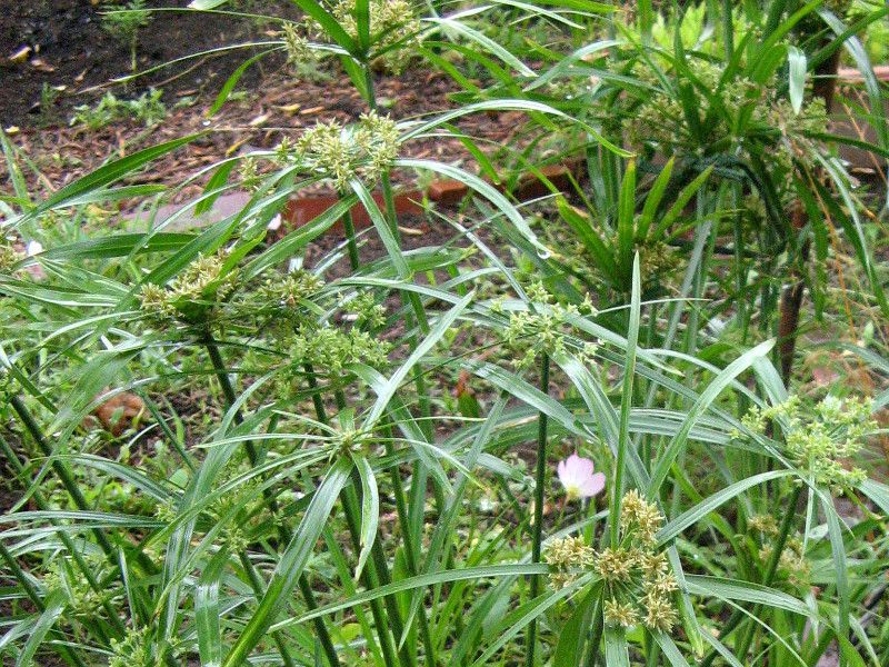 syurogayatsuri