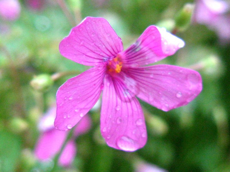 �C���J�^�o�~