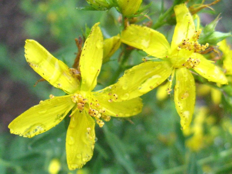 �R�S���I�g�M���i���ėt��؁AHypericum perforatum subsp. chinense�j