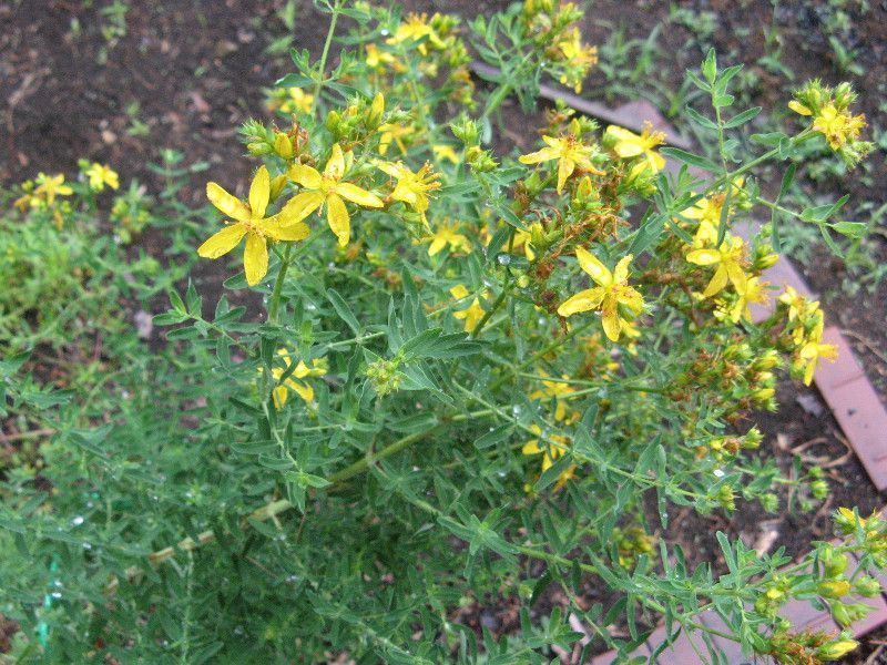 �R�S���I�g�M���i���ėt��؁A�w���FHypericum perforatum subsp. chinense�j