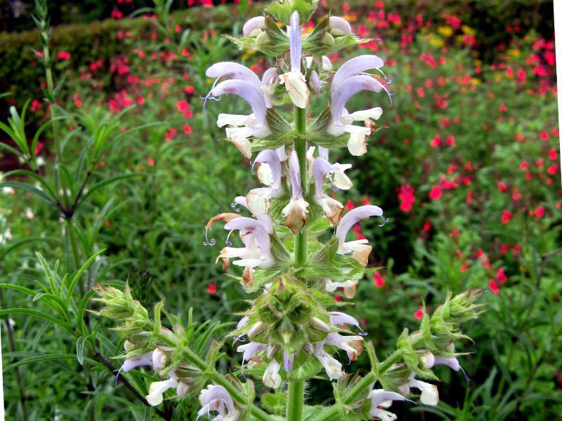 �N�����Z�[�W(clary sage)