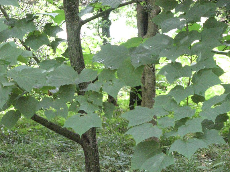 �E���n�_�J�G�f�i�Z�����A�w���FAcer rufinerve�j