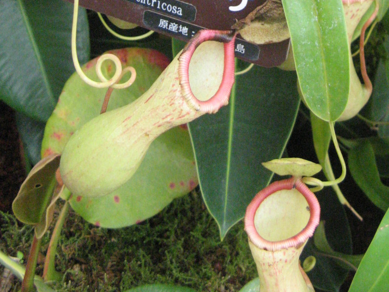�l�y���e�X(nepenthe ventricosa�j