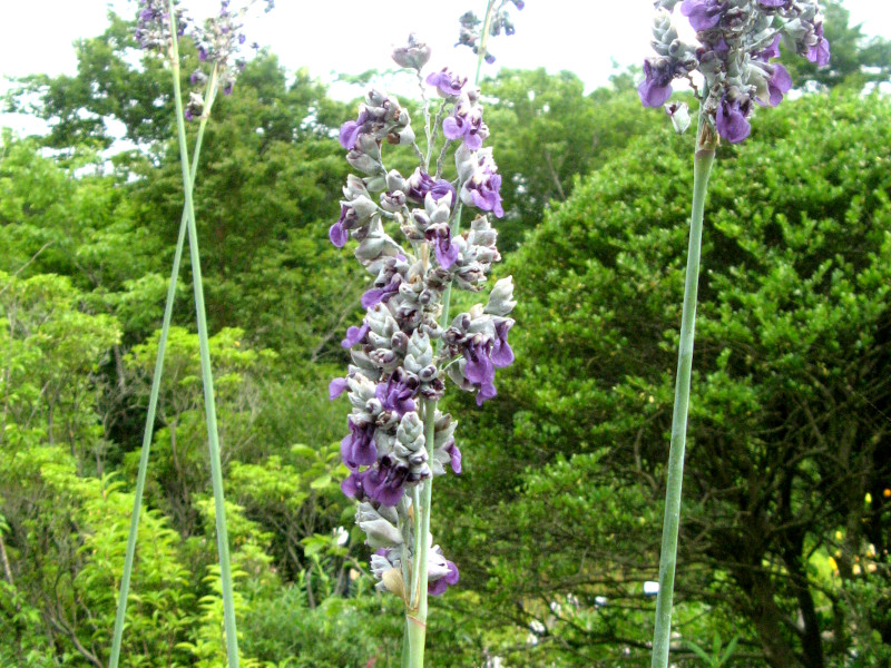 �~�Y�J���i�i��Cannna�A�w���FThalia dealbata �j