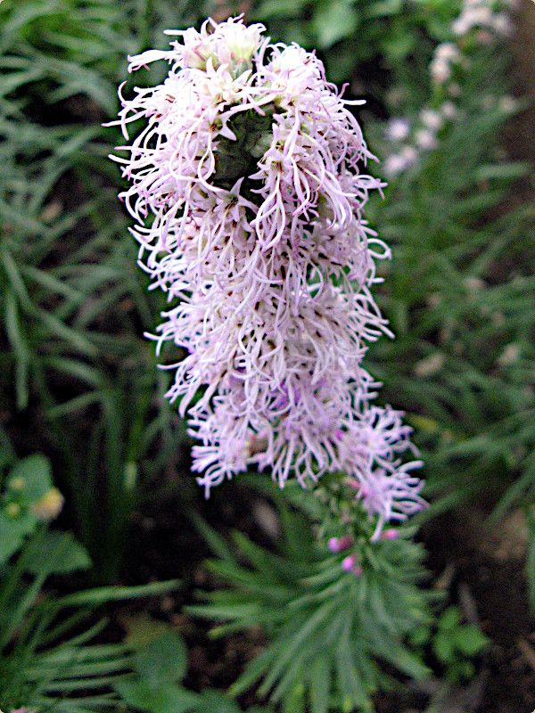 ���A�g���X(Liatris)