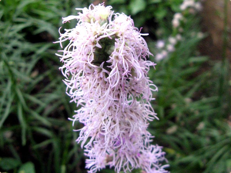 ���A�g���X(Liatris)