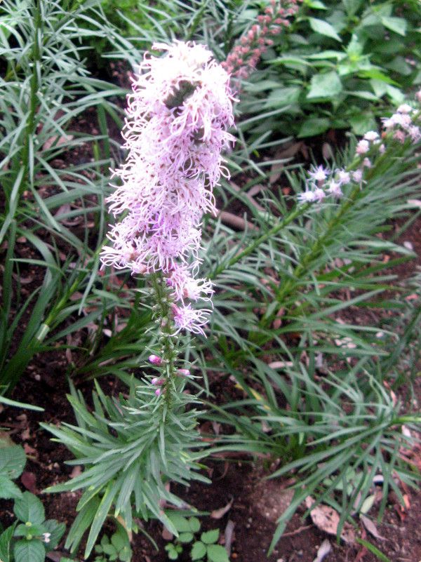 ���A�g���X(Liatris)