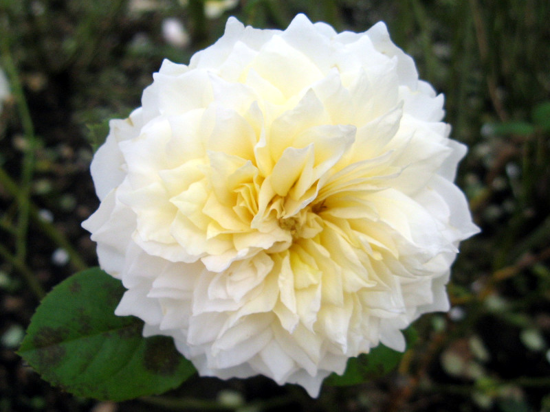 �o�� '�X����'�irose-swan�j