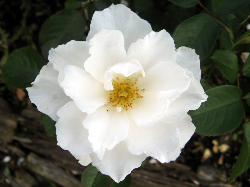 �o�� '�v�����Z�X �I�u �E�F�[���Y'�irose-princedd-of -wales�j