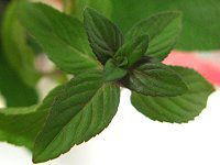 �~���g(Mint)