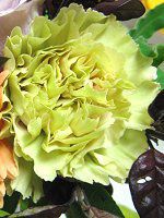 �J�[�l�[�V����(Carnation)