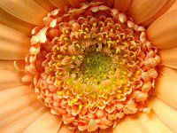 �K�[�x��(Gerbera)