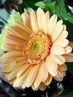 �K�[�x��(Gerbera)