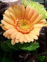 �K�[�x��(Gerbera)