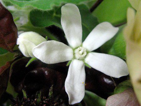 �z���C�g�X�^�[(White star)