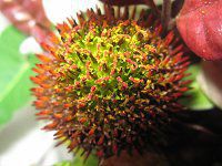 �G�L�i�Z�A�E�v���v���^�iEchinacea purpurea�j