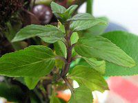 �~���g(Mint)