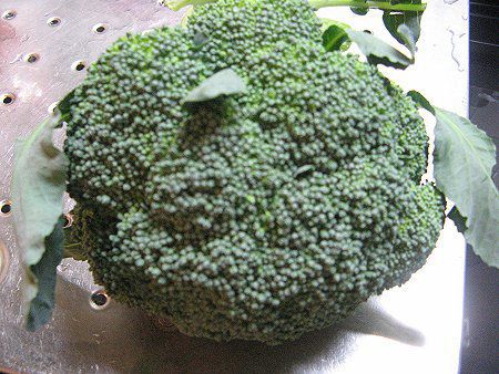 �u���b�R���[�iBroccoli�j