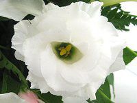 �g���R�M�L���E(�y���Ëj�[)