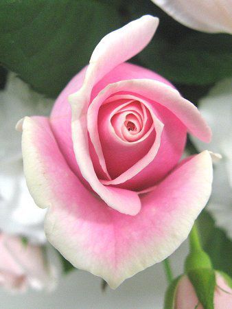 �o���i�K�N,Rose�j