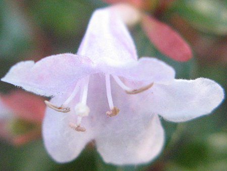 �A�x���A(Abelia)