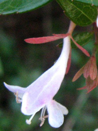 �A�x���A(Abelia)