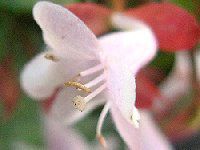 �A�x���A(Abelia)