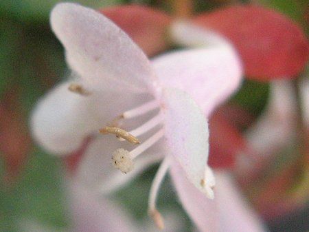 �A�x���A(Abelia)