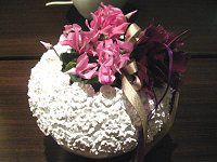 �V�N������(Cyclamen)