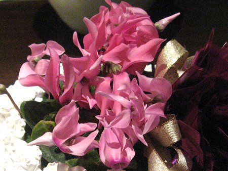 �V�N������(Cyclamen)