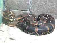 �{�A�R���X�g���N�^�[�iBoa constrictor)