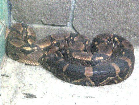 �{�A�R���X�g���N�^�[�iBoa constrictor�j